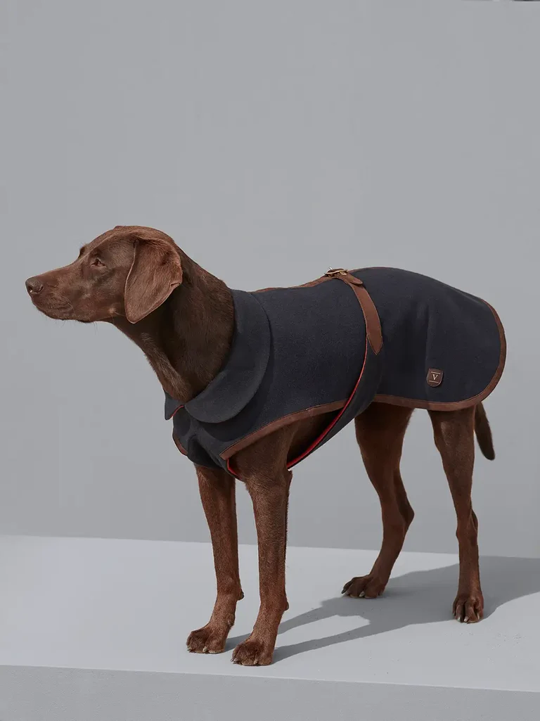 Dog wearing luxury coat