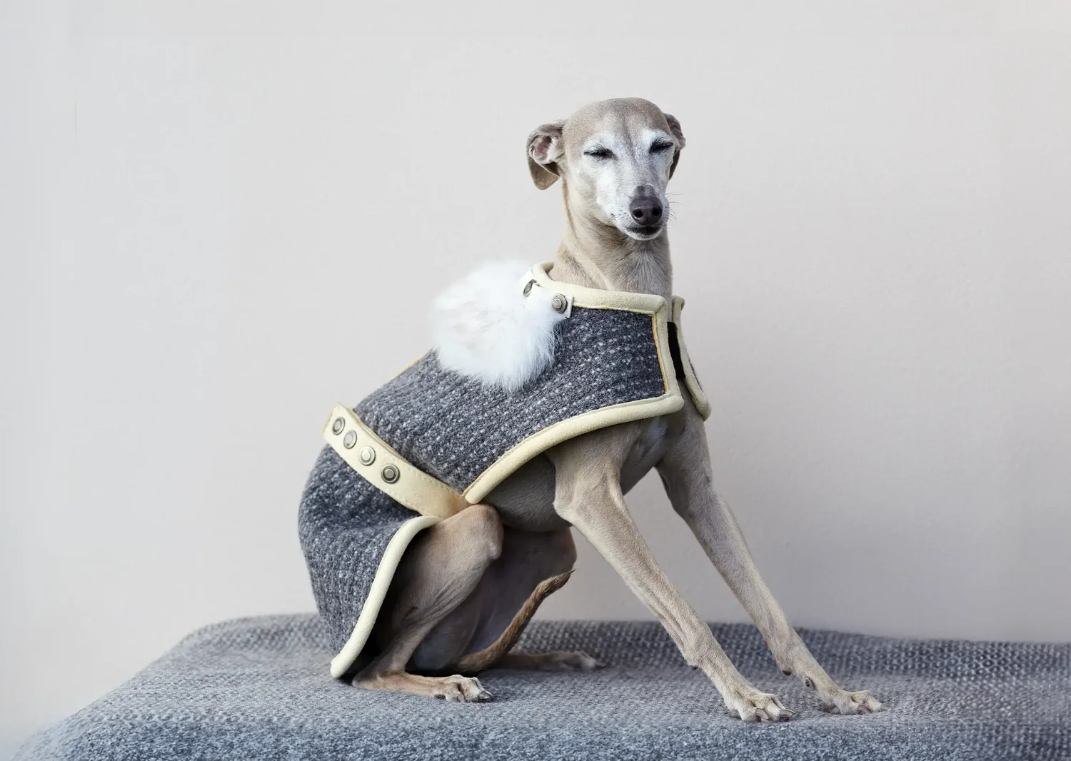 Dog wearing luxury wool coat